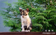 猫咪真的喜欢喝流动的水吗？自动饮水机有必要买吗？