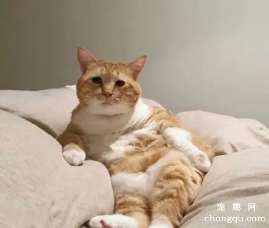 猫砂堵住厕所怎么疏通？