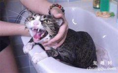 <b>新生猫咪需要洗澡吗？</b>