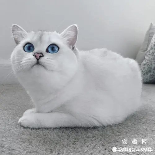 猫做绝育手术后会出现的状况和注意事项