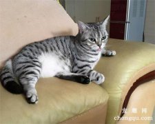 <b>猫咪厌食怎么办 查找病因对症诊治</b>