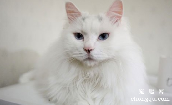猫咪厌食怎么办 查找病因对症诊治