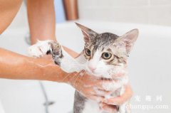 猫毛粘在一起很硬怎么弄掉？