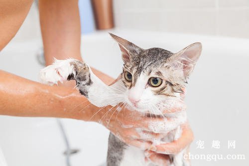 猫毛粘在一起很硬怎么弄掉？