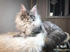 <b>你适合养什么样的猫？</b>