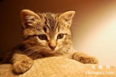 小猫刚出生的时候吃什么比较好？