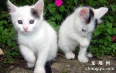 猫咪只吃一种猫粮会吃腻吗？