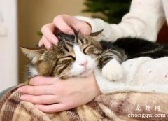 <b>猫咪喜欢被主人摸哪些部位？</b>