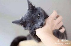 猫咪的报复心有多强？