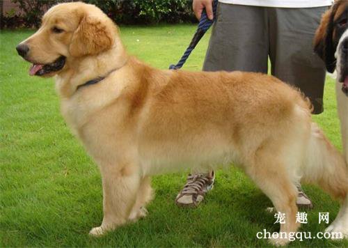 金毛犬的十大特征 如何挑选纯种金毛犬？
