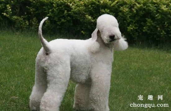 怎么养贝灵顿犬？