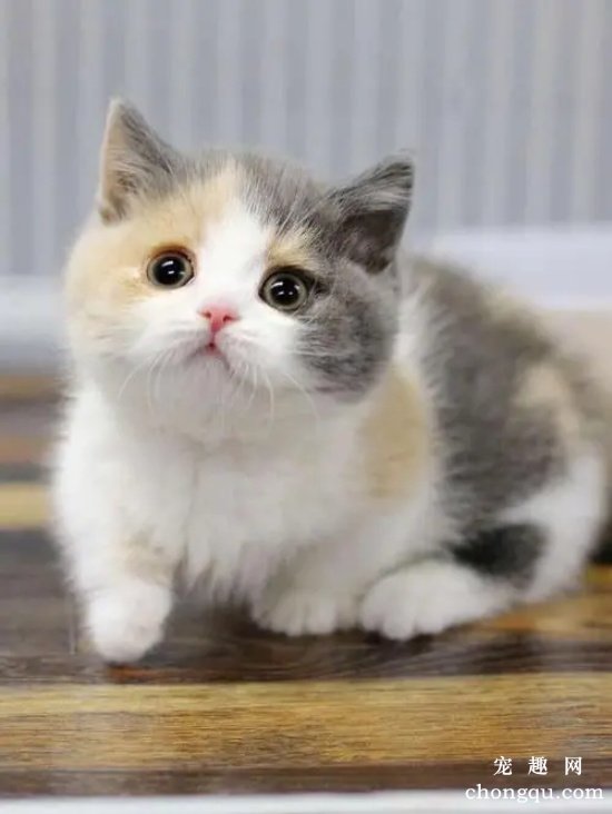 猫咪生病了怎么办 生病时要给猫提供营养