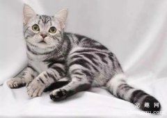 小猫怕人怎么办 三招搞定小猫不在怕人