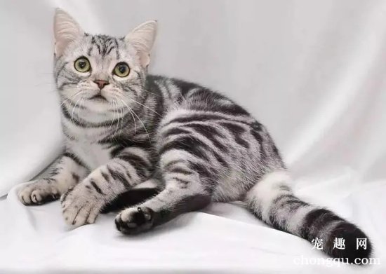 小猫怕人怎么办 三招搞定小猫不在怕人
