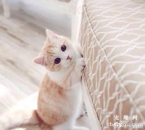 为什么你的猫不埋屎？猫咪不埋便便的原因和办法