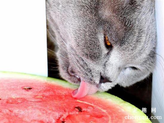 猫猫可以吃西瓜吗？