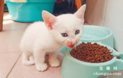 <b>猫咪为什么会护食？猫咪护食怎么办？</b>