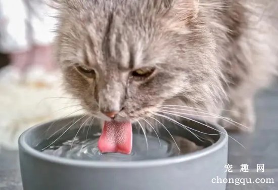 为什么猫咪不喜欢喝碗里的水，却喜欢喝马桶里的水？