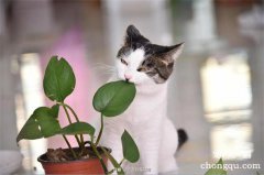 <b>为什么猫咪不能和绿萝一起养？猫咪绿萝中毒症状</b>