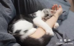 <b>猫咪突然很粘人是什么原因？</b>