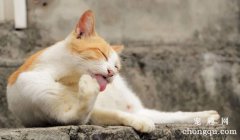 <b>猫吃完舔爪子是吃饱了吗？</b>