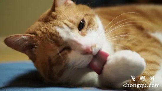 猫吃完舔爪子是吃饱了吗？