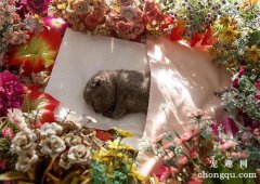 <b>宠物猫死了怎么安葬？宠物猫死了有讲究吗？</b>