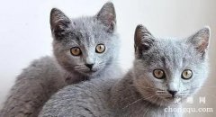 猫咪跟着你走是怎么回事