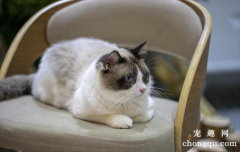 <b>猫咪绝育的坏处有哪些?猫咪绝育的注意事项有哪些?</b>
