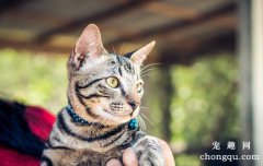 猫鼻支的症状 一般表现在口腔鼻腔眼睛等部位