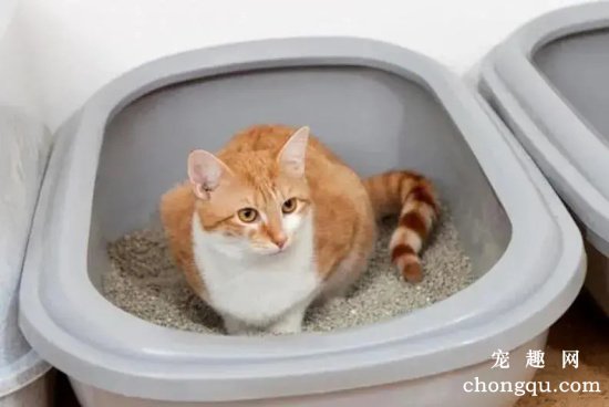 新手养猫需要准备什么物品？