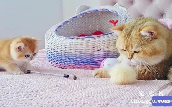 新手养猫需要准备什么物品？