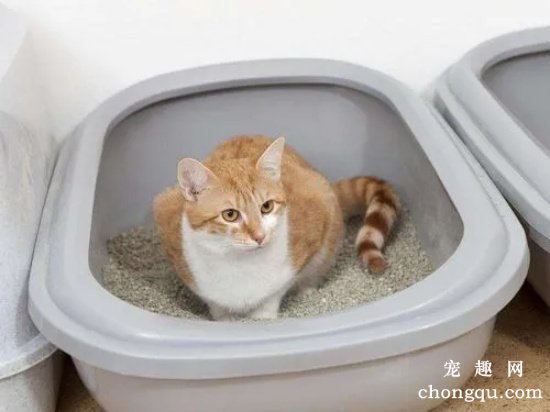 一个月的小猫怎么训练大小便？训练小猫大小便的注意事项