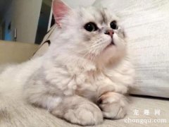<b>猫咪可以吃肥肉吗？</b>