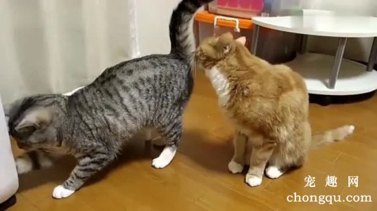 为什么猫会闻其他猫的屁股？