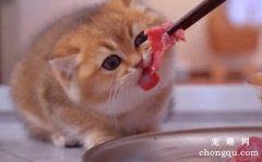 猫咪是否可以吃羊肉？