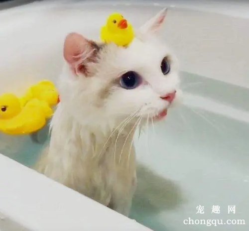 猫咪得了肠胃炎怎么办？