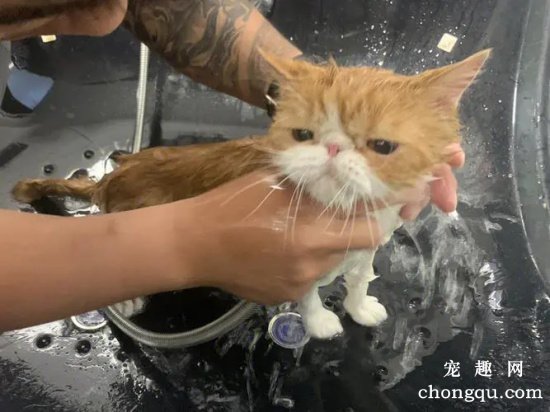 如何给你的小猫洗澡和梳理毛发？