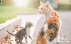 <b>猫妈妈会思念自己的小猫吗？</b>