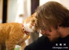 如何让猫咪感到安全和稳定？