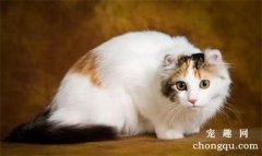 <b>猫咪每天尿尿几次，你家主子尿频了吗？</b>