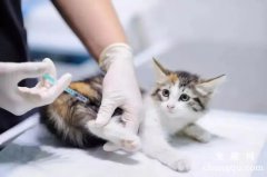 猫6个月了还有必要打疫苗吗？