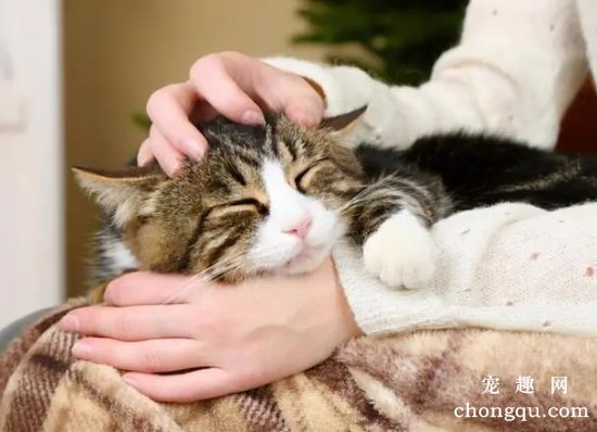 怎么摸猫猫咪会很舒服？