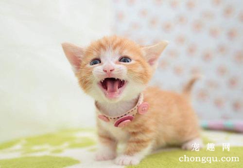 氯氟醚菊酯蚊香对猫有害吗？