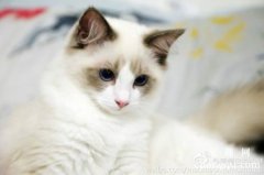 <b>猫绝育前需要禁食禁水多久？</b>