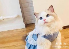 猫咪穿衣服有影响吗？猫咪穿衣服的危害