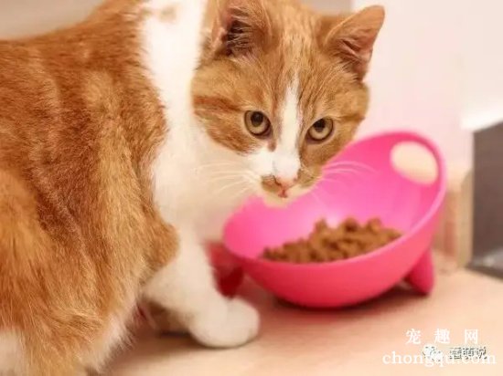 猫咪护食怎么办？猫护食要不要打？