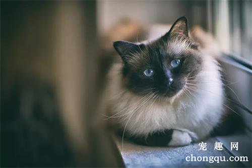 猫妈妈会不会跟猫儿子生小猫?