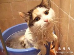 <b>怎么给小猫洗澡?</b>