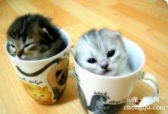 <b>2个月小猫怎样适应新家?</b>